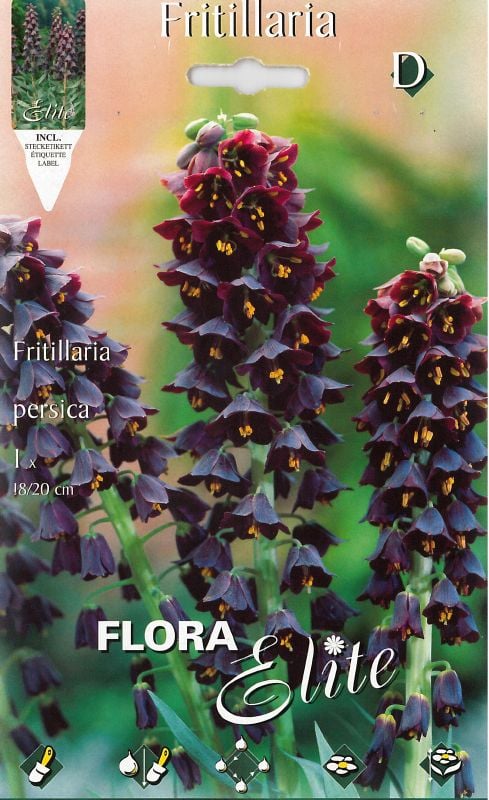 Fritillaria persica Adiyaman 24+ - Produktbild 1