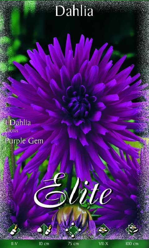 Dahlie Kaktus Purple Gem