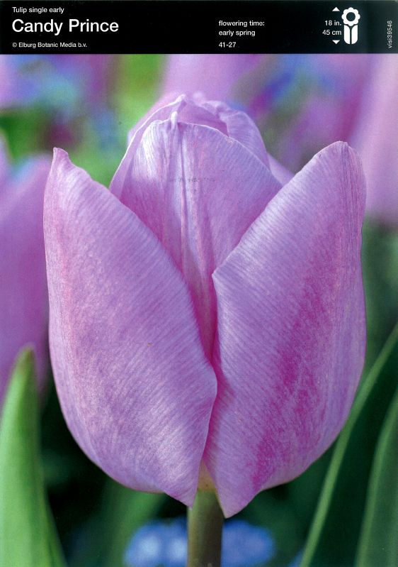 Einfach früh Tulpe "Candy Prince" (Größe 12/+) - Produktbild 1