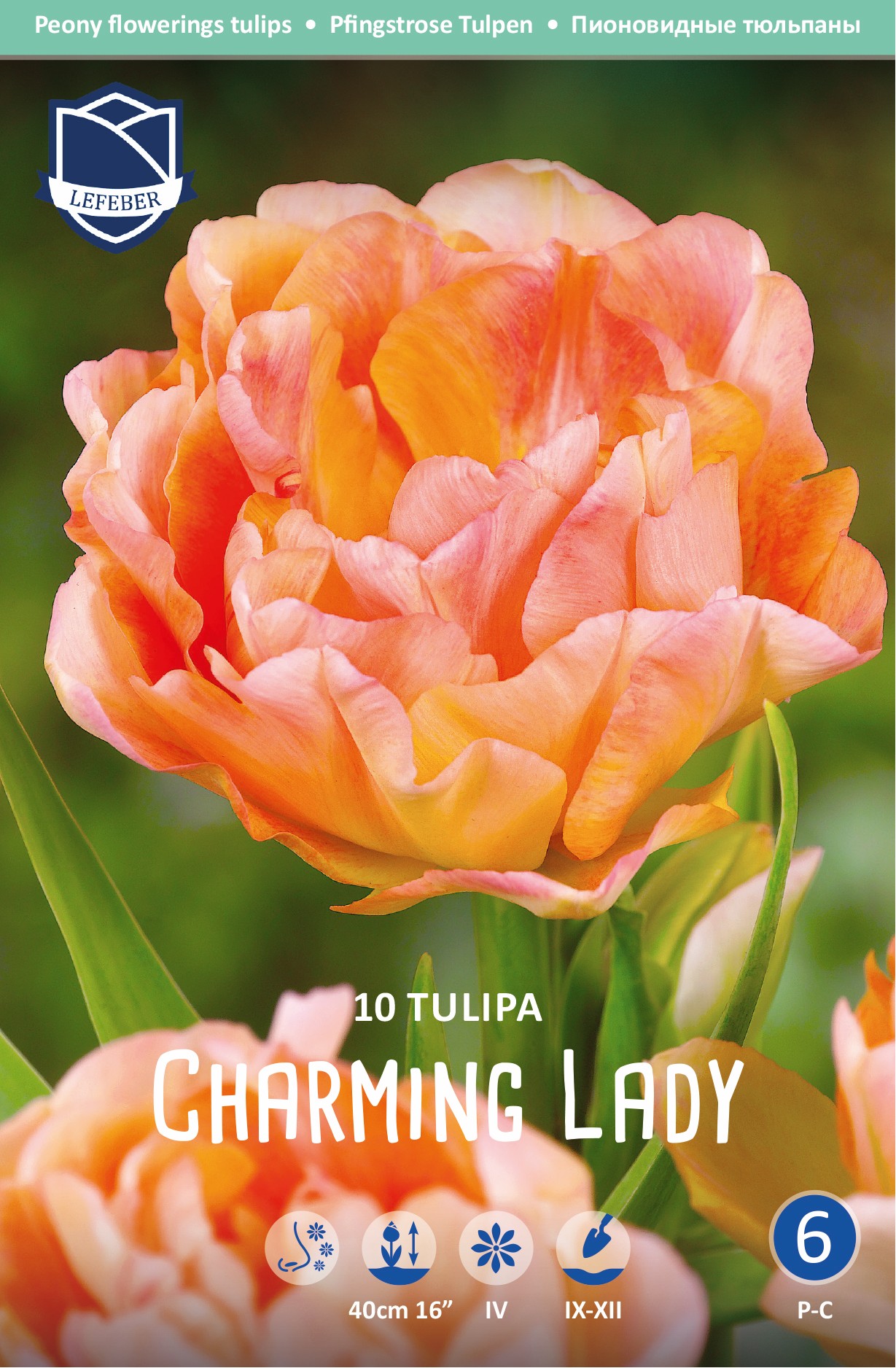 Tulpe gefüllt spät Charming Lady