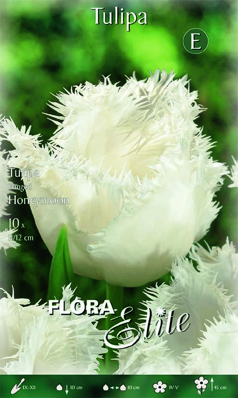 Tulpe gefranst Honeymoon 11/12