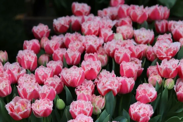 Gefranste Tulpe mit fein gezackten und kristallartig wirkenden Blütenrändern