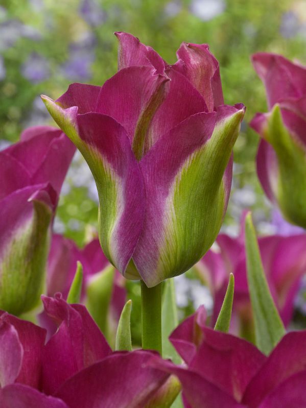 Tulpe Viridiflora Green Love 11/12
