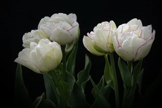 Gefüllte Späte Tulpen als üppige Schnittblumen