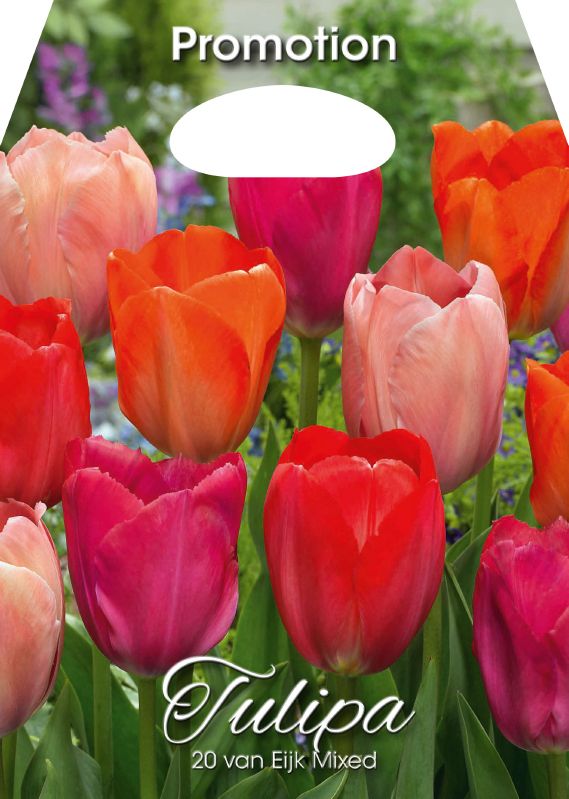 Mischung Tulpe 'van Eijk'