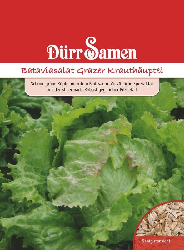 Salat Batavia Grazer Krauthäuptel