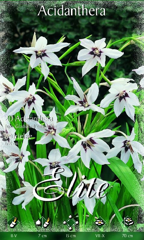 Acidanthera muriliae Gr. 6/8