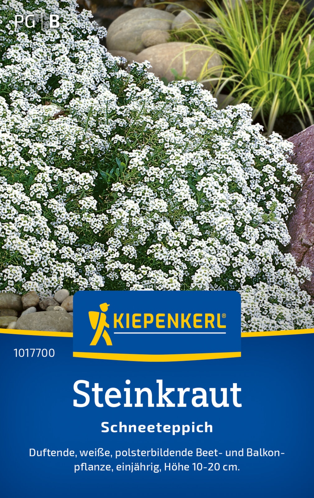 Steinkrautsamen Alyssum weiß