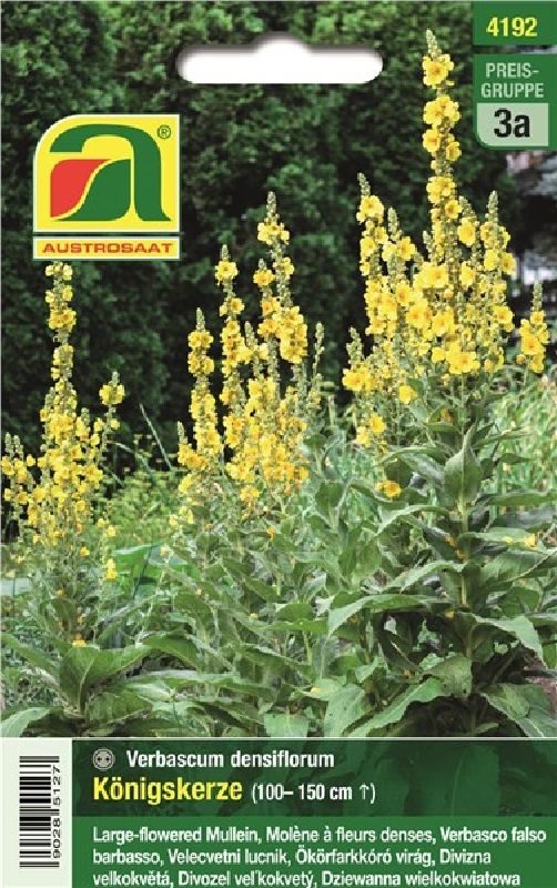 Verbascum densiflorum