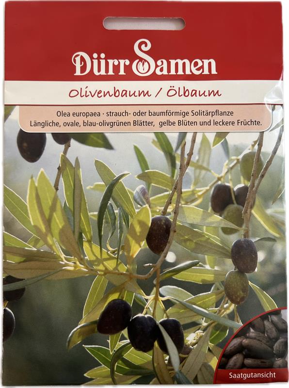 Olea europaea Olivenbaum