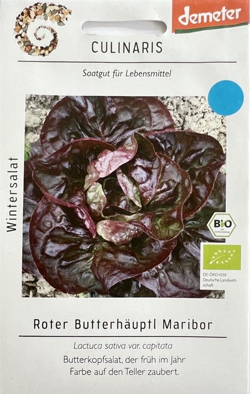 Bio Wintersalat Roter Butterhäuptel