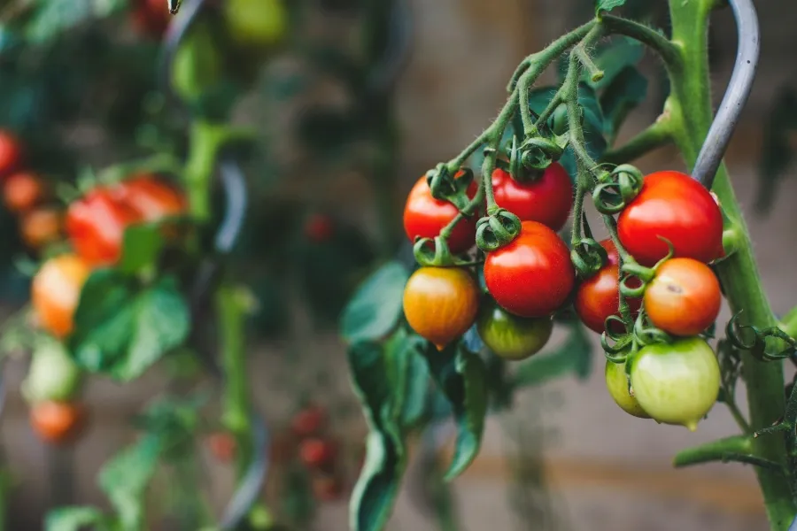 Rote und grüne Tomaten wachsen traubenförmig an Pflanze