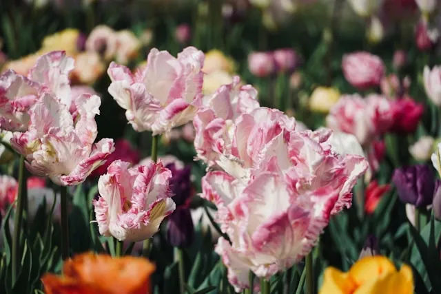 Papageien-Tulpen als auffällige Gestaltungspflanzen und Schnittblumen