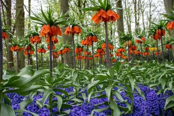 Kaiserkrone kombiniert mit anderen Frühlingsblühern im Beet