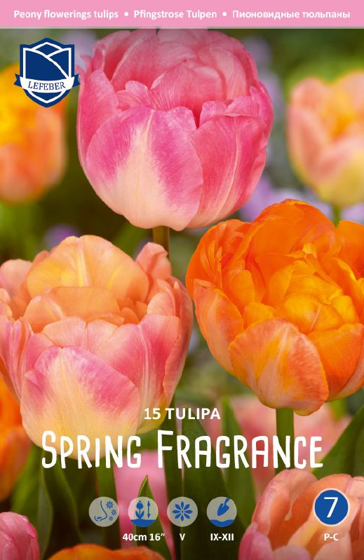 Tulpe Spring Fragrance 11/12