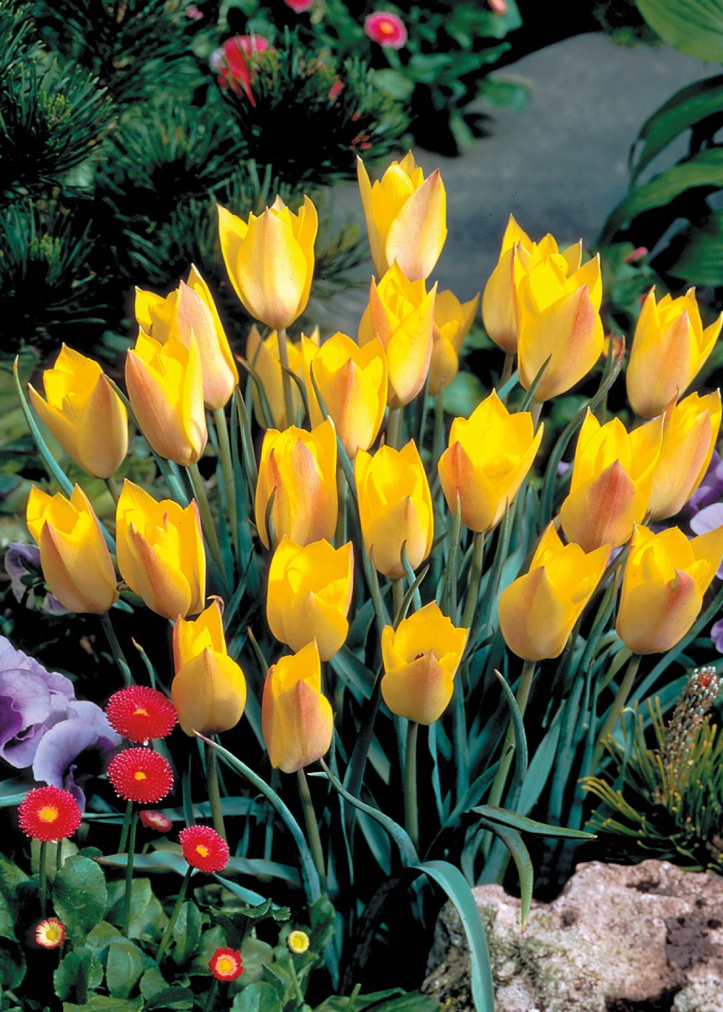 Tulpe Wild Honky Tonk 6/+