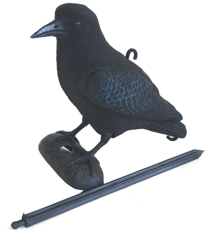 Rabe Taubenschreck