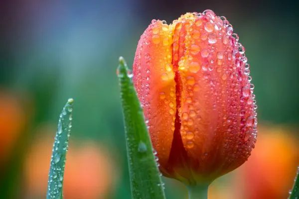 Orange Tulpe mit Wassertropfen in Nahaufnahme