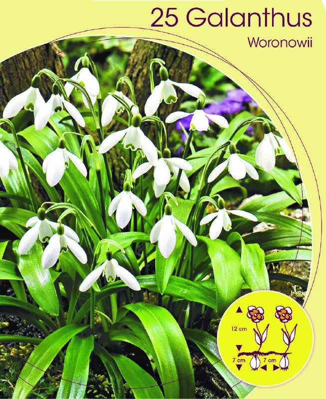 Galanthus woronowii 5/6