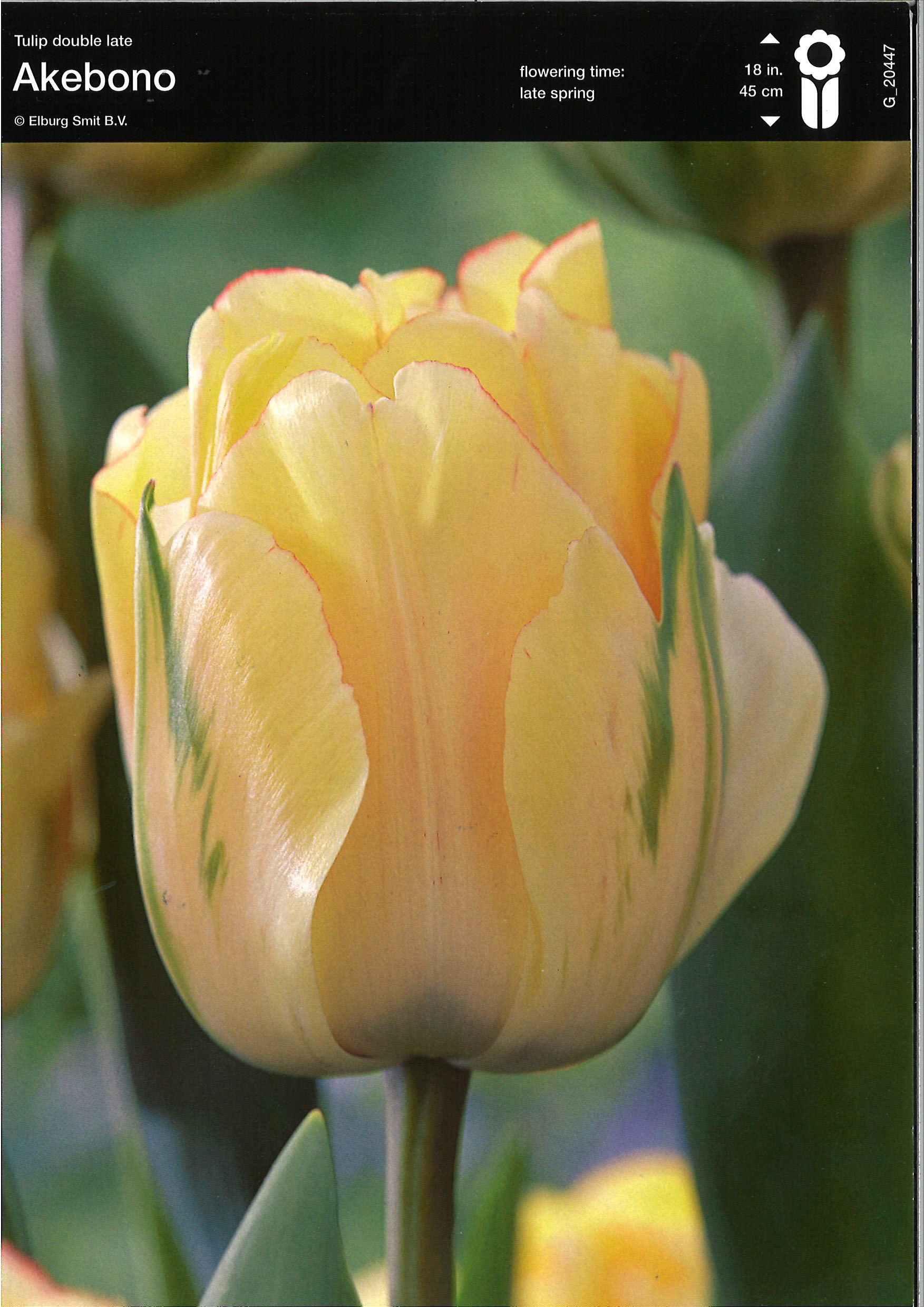 Tulpe gefüllte späte Akebono