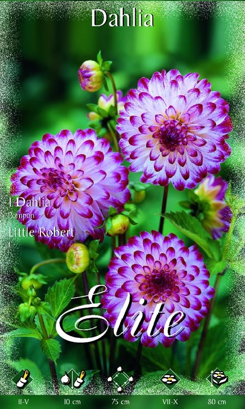 Dahlie Little Robert