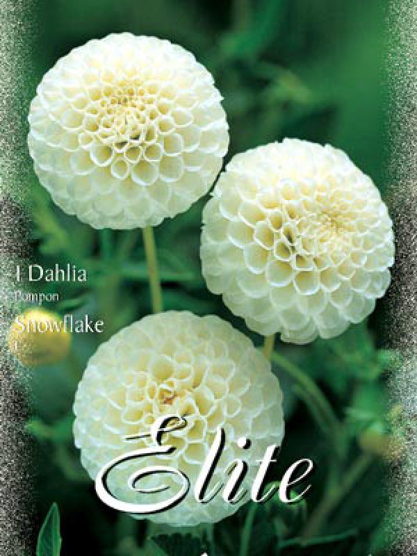 Dahlie Pompon Snowflake