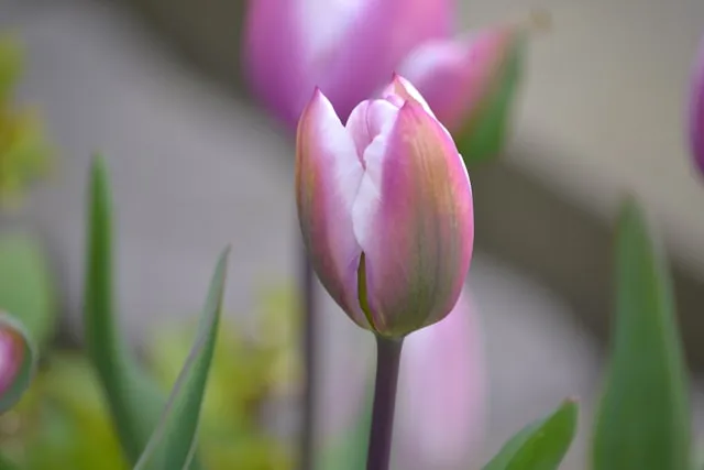 Spät blühende Viridiflora-Tulpen mit grünen Flammen und langer Farbwirkung