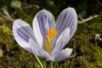 Krokusse