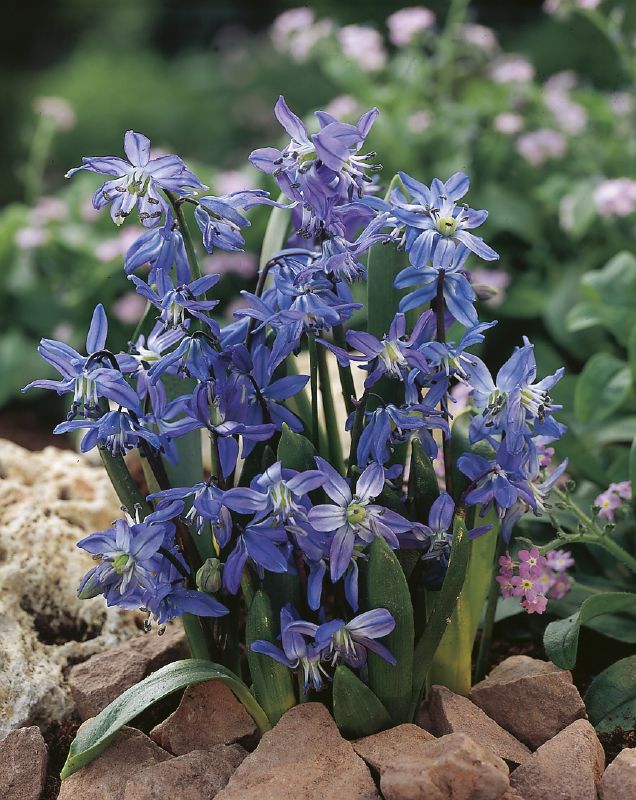 Scilla sibirica 8+