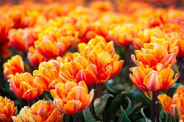 Leuchtend orange Gefüllte Tulpen in einer dichten Gruppenpflanzung