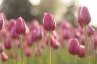 Rosa Einfache Späte Tulpen auf langen Stielen