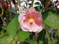 Stockrose