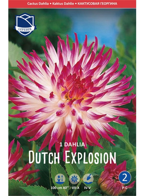 Dahlie Kaktus Dutch Explosion