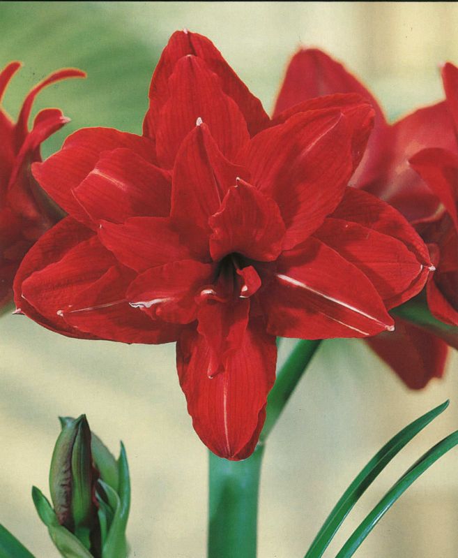 Amaryllis Red Torro 32+