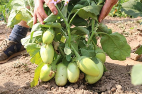 Bio Aubergine Applegreen - Produktbild 3