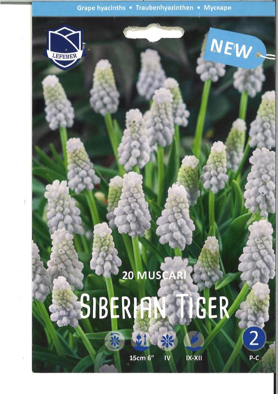 Reaubenhyazinthe Siberian Tiger