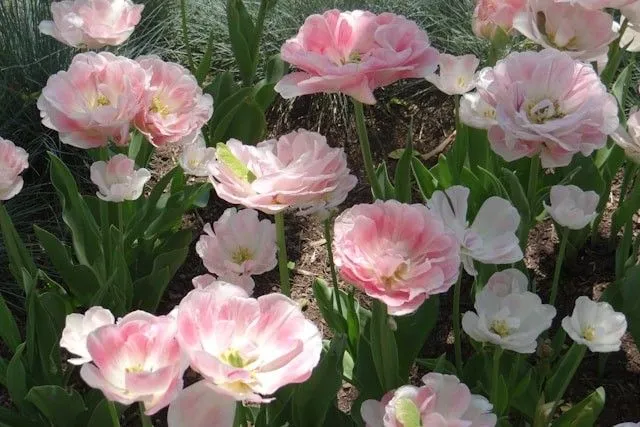 Rosa und weiß blühende Gefüllte Frühe Tulpen mit dicht gefüllten Blüten