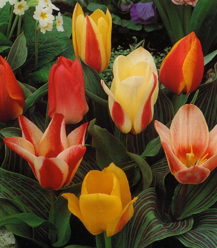 Tulpe Greigii Mischung 10/11