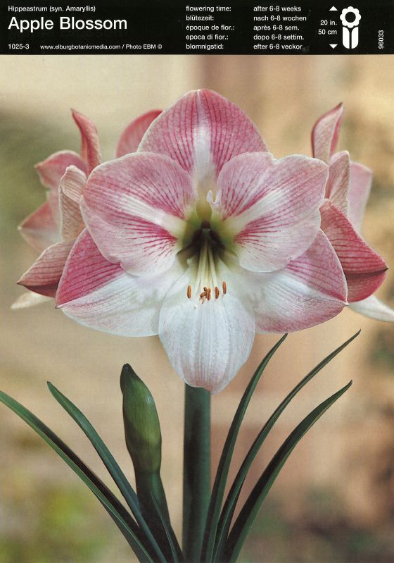 Amaryllis Appleblossom 32+