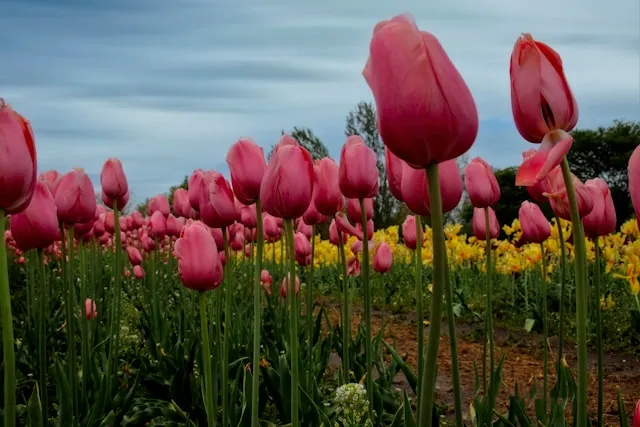 Einfache Späte Tulpen mit großen ungefüllten Blüten auf langen Stielen