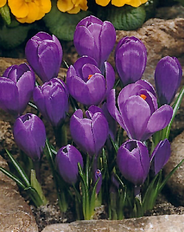 Krokus Grand Maitre 9/10