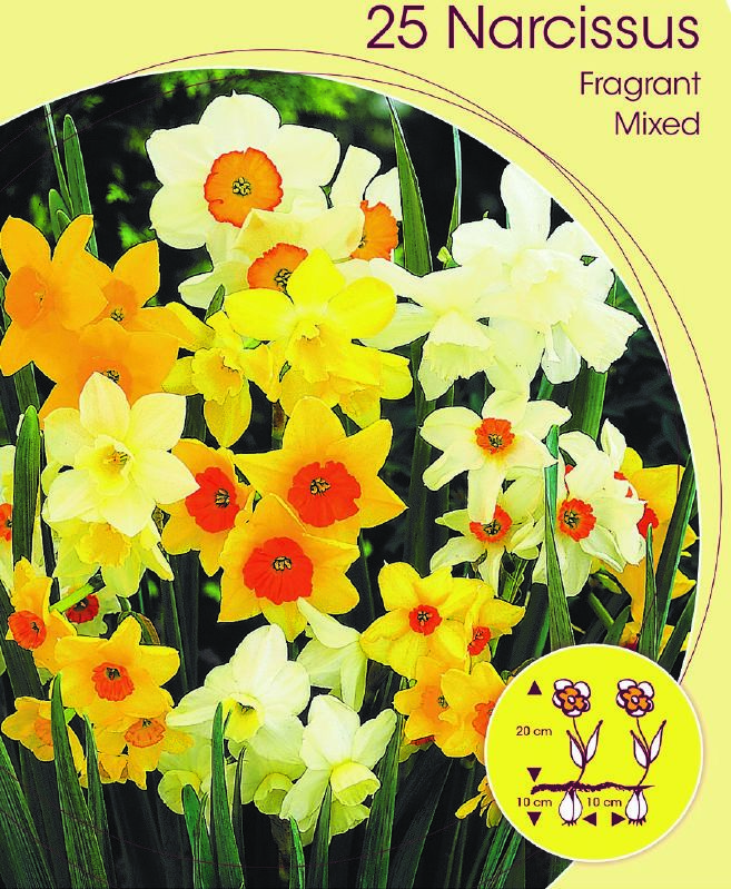 Narzissenzwiebeln XXL-Mischung 10 Stück - Winterhart & Mehrjährig
