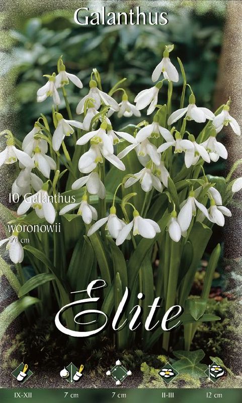 Galanthus woronowii 6/7