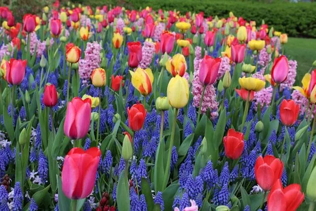 Einfache Frühe Tulpen in verschiedenen Farben und Zeichnungen