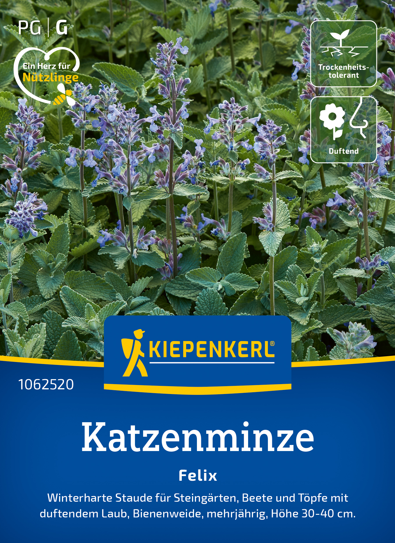 Katzenminze