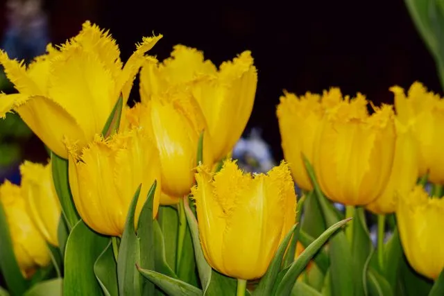Gefranste Tulpen mit unterschiedlich stark ausgeprägten kristallartigen Blütenrändern