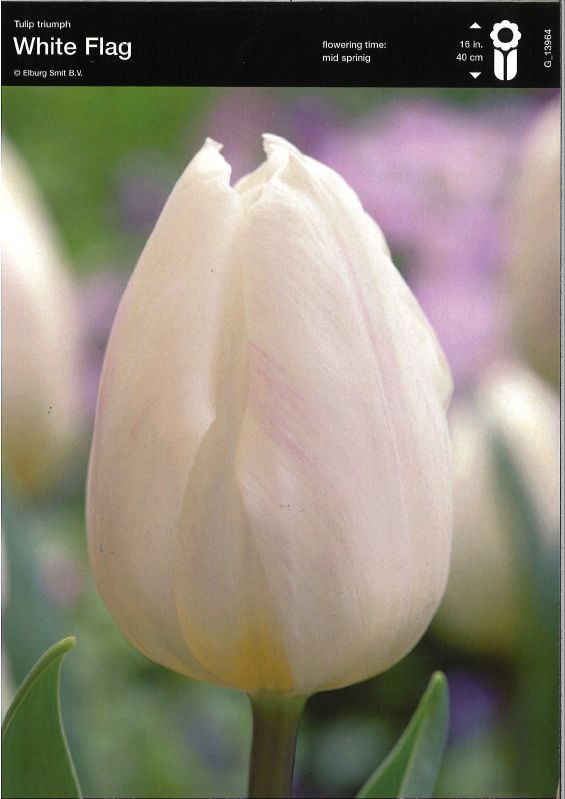 Tulpe Triumph White Flag