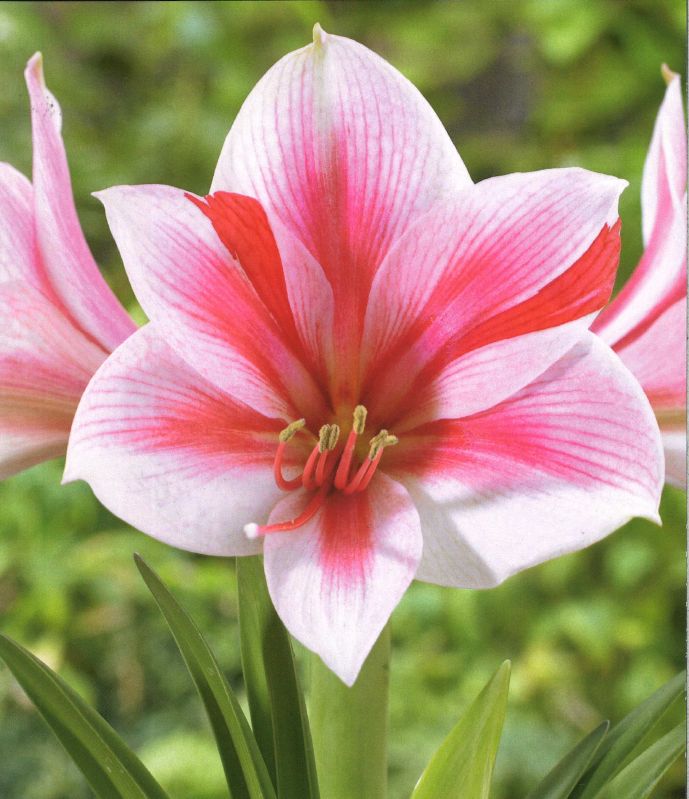 Amaryllis Gervaese 28+