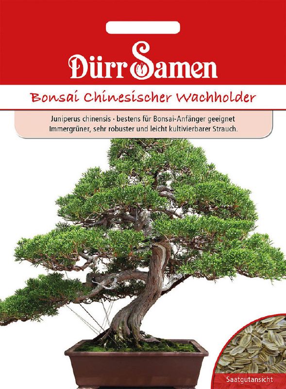 Bonsai chin. Wachholder