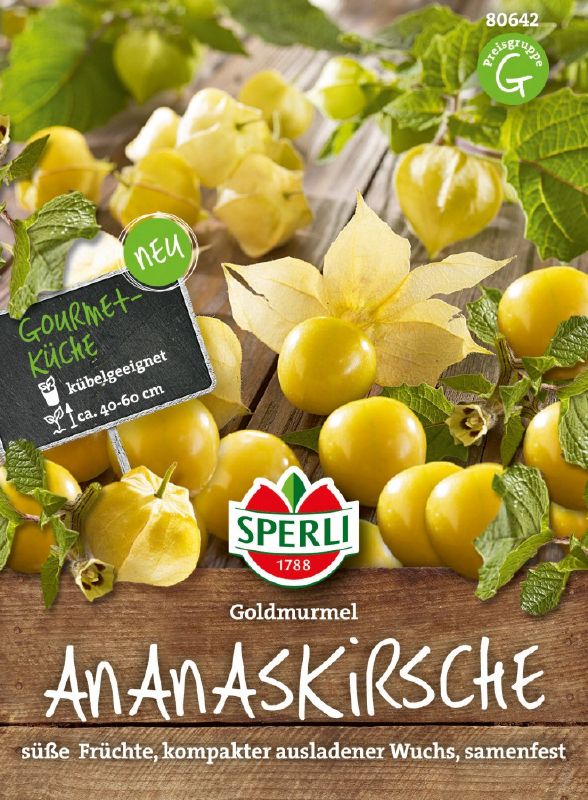 Ananaskirsche, Physalis pruinosa